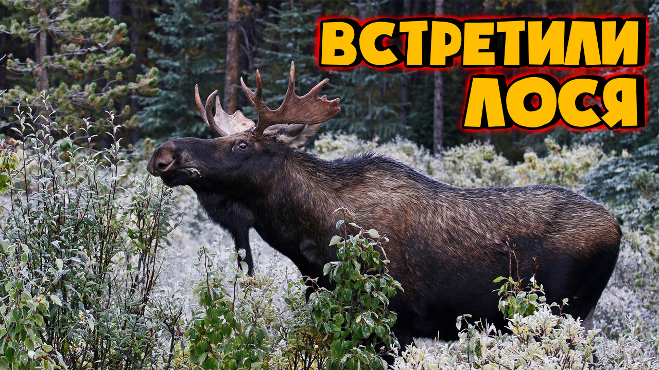 ВСТРЕЧА С ДИКИМ ЗВЕРЕМ | ВСТРЕТИЛИ ЛОСЯ | ДИКИЙ ЛОСЬ смотреть онлайн
