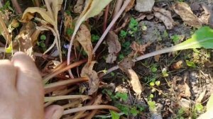 Вероника нитьевидная, вариант борьбы с супер агрессором! Запасаю мяту!