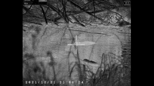 Охота на бобра с тепловизором #11 castor fiber