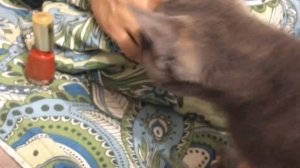 НАКРАСИЛА НОГТИ ПАРНЮ ПОКА ОН СПАЛ ⁄ ПРАНК НАД ПАРНЕМ ⁄ LINA WIN