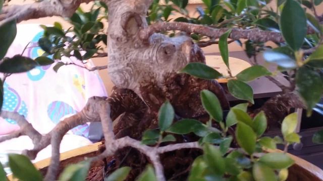 Como colocar roca en ficus para aumentar el nebari смотреть онлайн