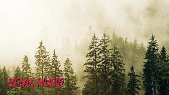 Музыка для размышлений - Лес, ели, шум дождя, гроза, звуки птиц смотреть онлайн