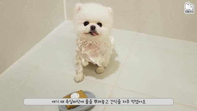 [Q&A] 루디와 퐁키 궁금증의 모든것 / 루퐁이 미공개 영상 대방출! смотреть онлайн