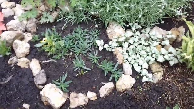 Я В ЭФИРЕ.ВЫХОЖУ ИЗ- ЗА КУЛИС.СДЕЛАЛА СЕБЕ ВЫХОДНОЙ.ОБЗОР УЧАСТКОВ ЦВЕТОЧНЫХ КУЛЬТУР. смотреть онлайн