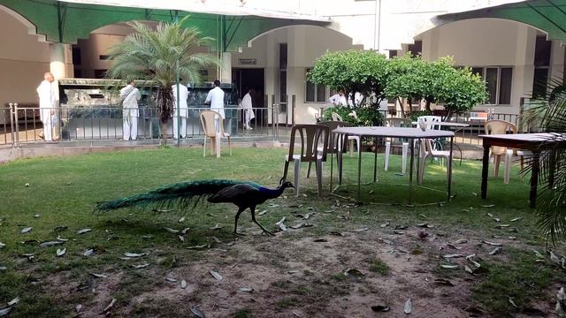 Школа Раджа Йоги. Ретрит Центр, Гургаон. Бранч смотреть онлайн