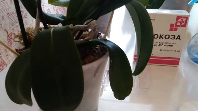 Как восстановить тургор листьев у орхидеи! смотреть онлайн