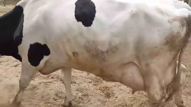 CALCIUM Liquid पशुओं को कौन से रोगों से बचाता है, इसके क्या फायदे हैं, और कौनसा CALCIUM दे? смотреть онлайн