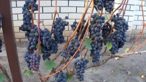 Виноград Фиолетовый ранний Воронежский. 06.09.2018.