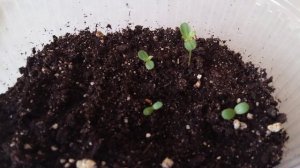 Сеянцы астры китайской Бамбина/23.03.2022г