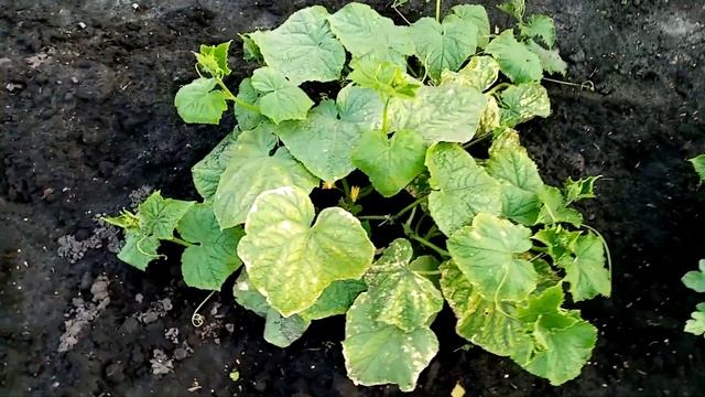 Огурцы "ФЕНИКС". Моё РАЗОЧАРОВАНИЕ. 17 июля 2020г. смотреть онлайн