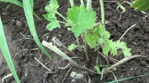 Как правильно обрезать дельфиниум после цветения.