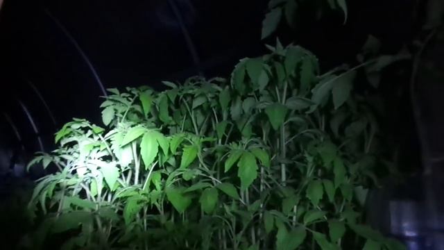 КАКОЕ ПОНИЖЕНИЕ ТЕМПЕРАТУРЫ СЧИТАЕТСЯ КРИТИЧЕСКИМ ДЛЯ ТОМАТОВ? Ольга Чернова. смотреть онлайн