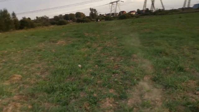 За сколько немецкая рабочая овчарка пробежит 100 метров