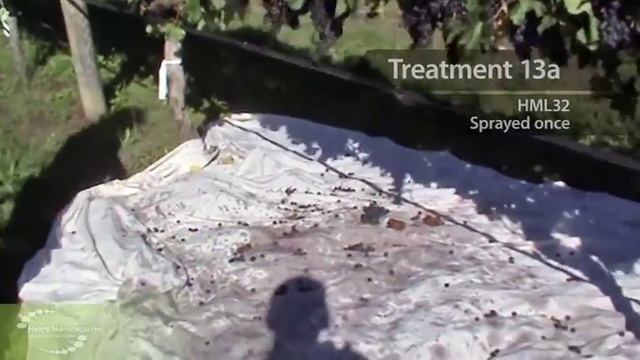 Botrytis (Slipskin) Resilience - Winegrape trial in Hawke's Bay, NZ смотреть онлайн