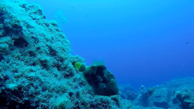LA PALMA DIVING "MALPIQUE 2" смотреть онлайн
