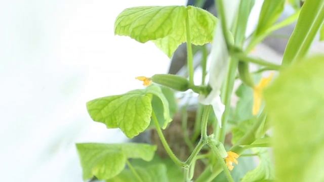 Радости и печали с моими огурцами на балконе и урожаи:) смотреть онлайн