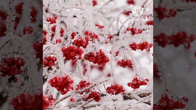 ТАМАРА КУТИДЗЕ ЗИМНЯЯ ЯГОДА смотреть онлайн