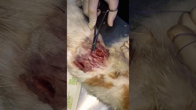 Cara mudah jahit luka pada ternakan смотреть онлайн