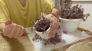 КАЛЛИЗИЯ РОЗОВАЯ ? обрезка и размножение ? эксперимент!