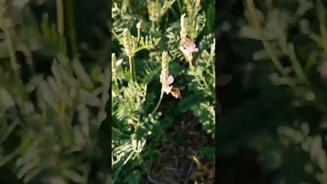 Эспарцетовый мед! #пасека #пасекаклимовых #shorts