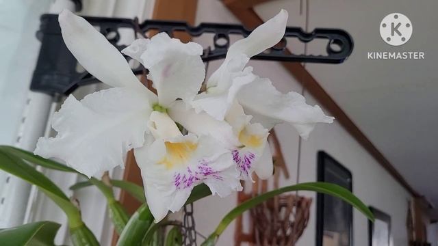 Cattleya Mossiae. Первое домашнее цветение.