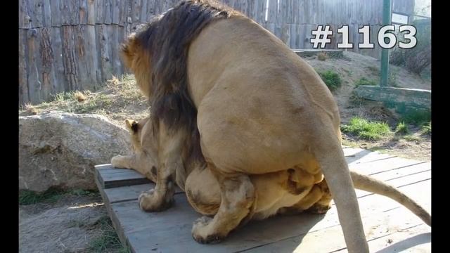 #1163. Львы (В мире животных)