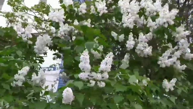 Прощай весна, встречаем лето🤗 смотреть онлайн