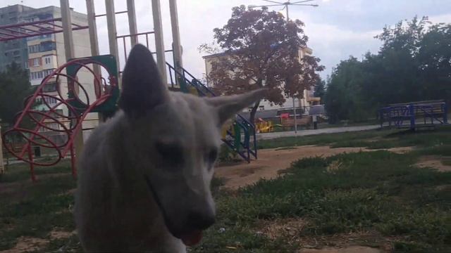 Пикник в шалаше * Пикник #2 вечером после дождя во время стрельбы vlog типа ????* смотреть онлайн