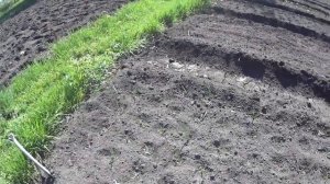 Дача #10 Борьба с подгрызающей совкой