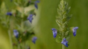 Как Выращивать  Чиа В Домашних Условиях