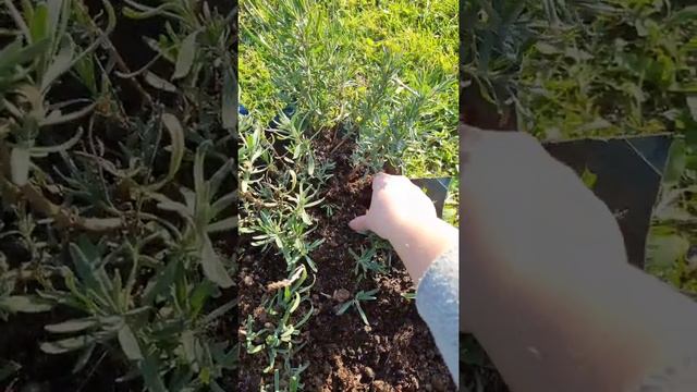 Размножение лаванды отводками. смотреть онлайн