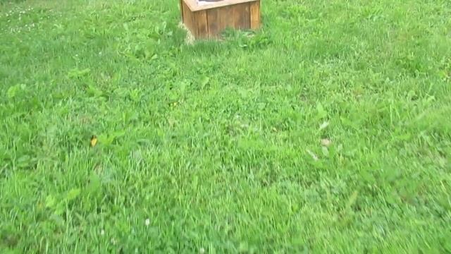 Наша дача - 2020 г. Реанимация роз прошла успешно! Первые урожаи в огороде. смотреть онлайн