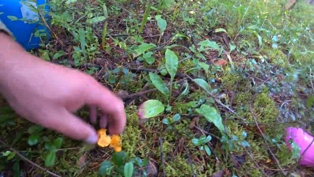 #Грибы. Архангельская область. Семейная грибалка. Не #тихаяохота.