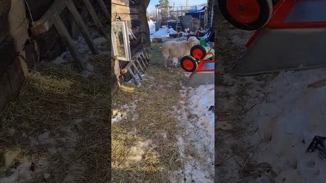 Новый наш будущий производитель, 100%камори #камори #челябинск #молоко #козы #нубийскиекозы смотреть онлайн