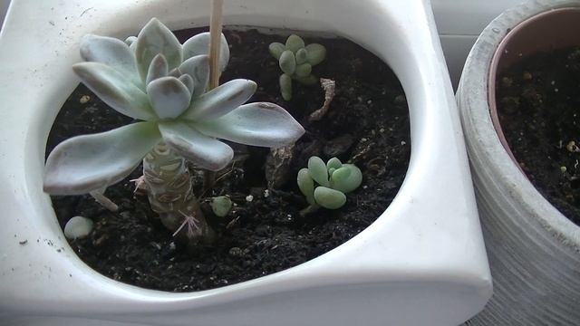 Rozmnażanie eszewerii /Echeveria elegans смотреть онлайн