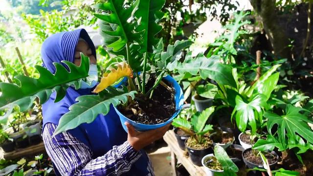 Jual Aneka Tanaman Hias Murah Besar Warna-warni смотреть онлайн