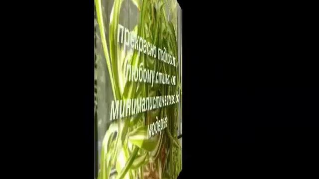 Растения для офиса: хлорофитум, лавр благородный, лимон смотреть онлайн