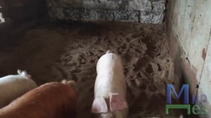 Обработка от крыс в курятнике и свинарнике. МирДез (2023г) 10