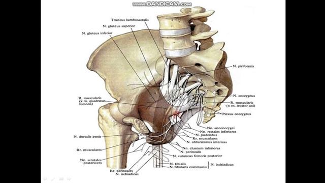 Dumg`aza chigali anatomiyasi 1-qism смотреть онлайн