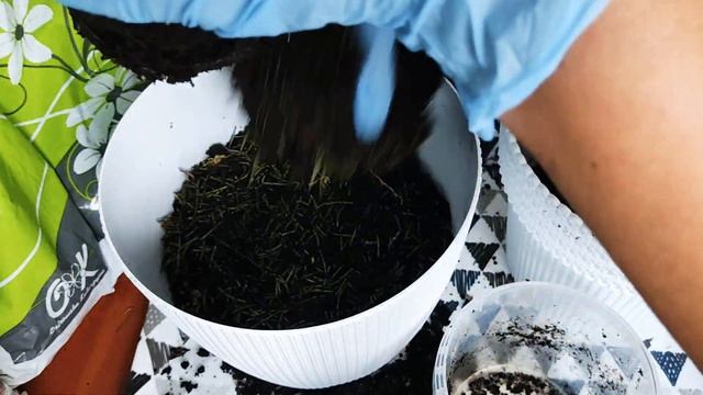 Сосна в квартире. Сосна из шишки спустя 2 года. Пересадка сосны из семян #сосна #соснавквартире