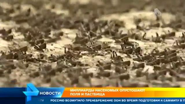 Сметающая все на своем пути марокканская саранча атаковала Дагестан смотреть онлайн