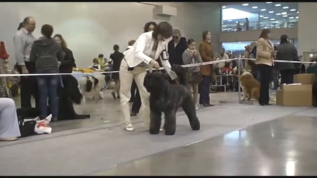 DogStatus.ru: Дельта-Пал. Фландрский бувье смотреть онлайн