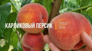 Карликовые (колоновидные) персики Ростов-на-Дону | Dulce Gardens