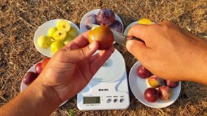 СОРТА ДИПЛОИДНОЙ СЛИВЫ И ГИБРИДНОЙ АЛЫЧИ