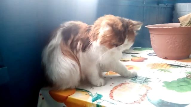 Что тебе снится?... Крейсер Аврора :)) смотреть онлайн