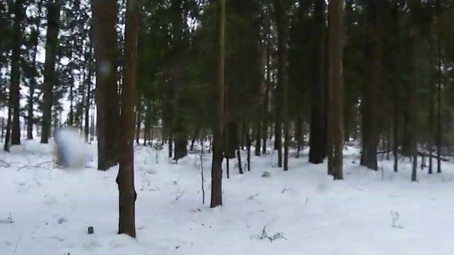 Прогулка в еловом лесу Людиново 2 смотреть онлайн