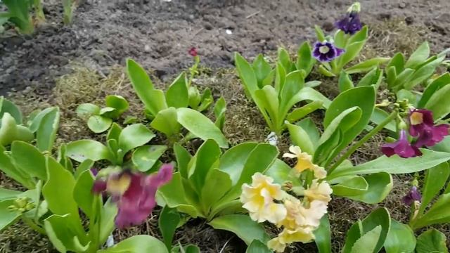 Аурикулы или ушковая примула . Агротехника . Primula auricula . смотреть онлайн