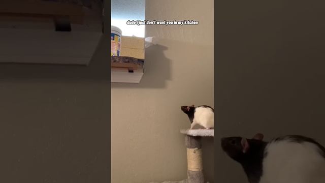 Blocking My Pet Rat From Escaping Her Playpen смотреть онлайн