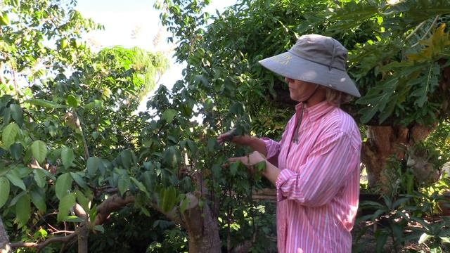 Top Working Our Seedling Carambola (Star Fruit) Tree
