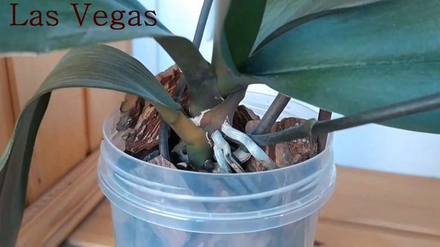 Зигопеталум Blue Angel в домашнем цветении смотреть онлайн